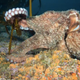 Illustration for article titled What it looks like when an octopus decides to steal your camera.